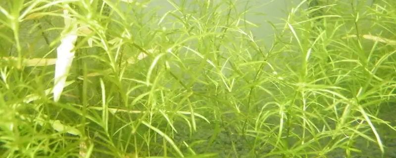 竹節(jié)草水草的養(yǎng)殖方法 竹節(jié)草水草的養(yǎng)殖方法