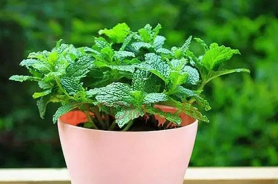 薄荷冬天會凍死嗎 薄荷冬天會凍死嗎