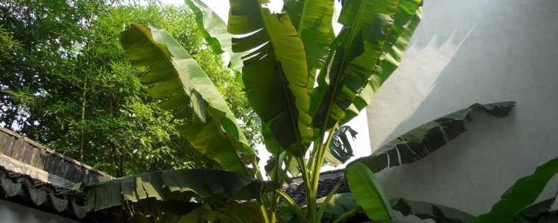 芭蕉樹為什么邪門 芭蕉樹為什么邪門