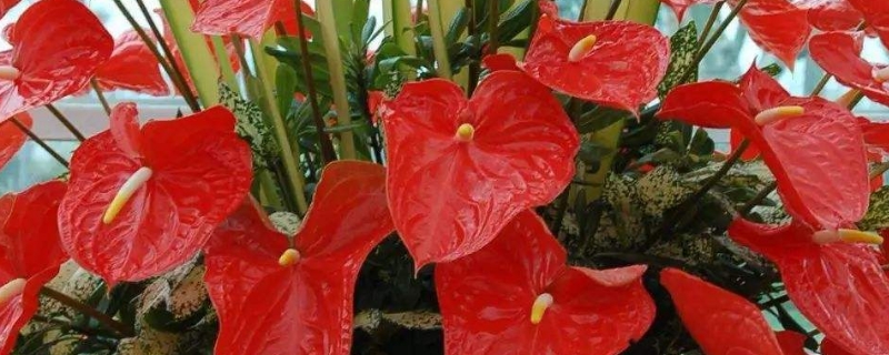 冬天養(yǎng)紅掌的注意事項(xiàng) 冬天養(yǎng)紅掌的注意事項(xiàng)