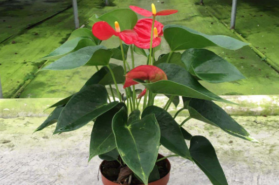 冬天養(yǎng)紅掌的注意事項(xiàng) 冬天養(yǎng)紅掌的注意事項(xiàng)