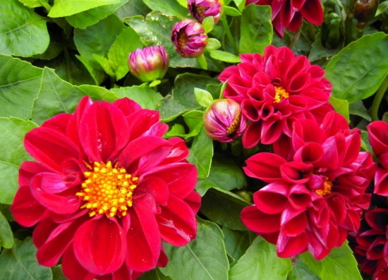 小麗花的顏色有多少種：有大紅、紫紅、墨紅等等
