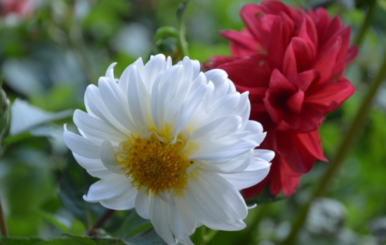 小麗花的顏色有多少種：有大紅、紫紅、墨紅等等