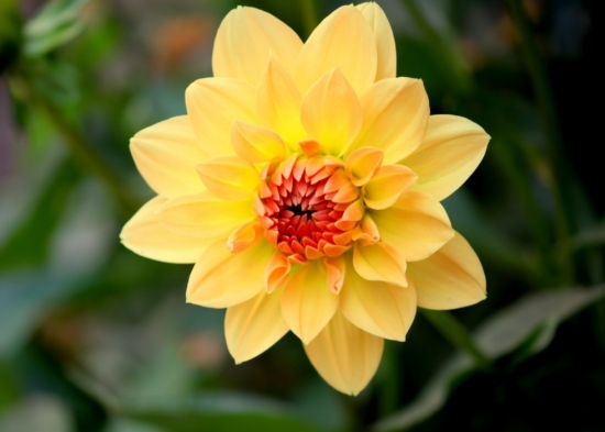 小麗花的顏色有多少種：有大紅、紫紅、墨紅等等