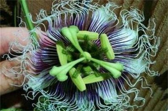 依米花在什么季節(jié)開(kāi)放，每隔5～7年春季開(kāi)花