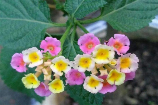 依米花在什么季節(jié)開(kāi)放，每隔5～7年春季開(kāi)花