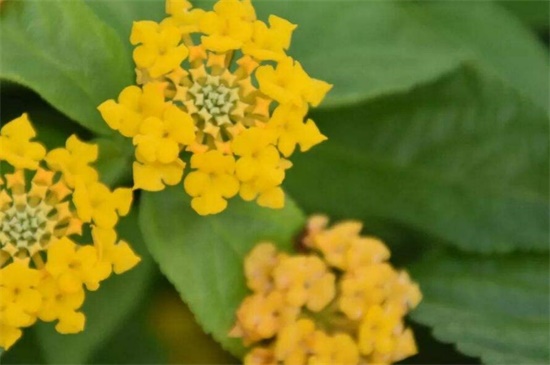 依米花在什么季節(jié)開(kāi)放，每隔5～7年春季開(kāi)花