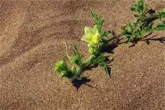 依米花在什么季節(jié)開(kāi)放，每隔5～7年春季開(kāi)花