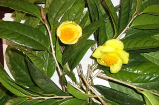 金茶花北方能種植嗎 金茶花北方能種植嗎