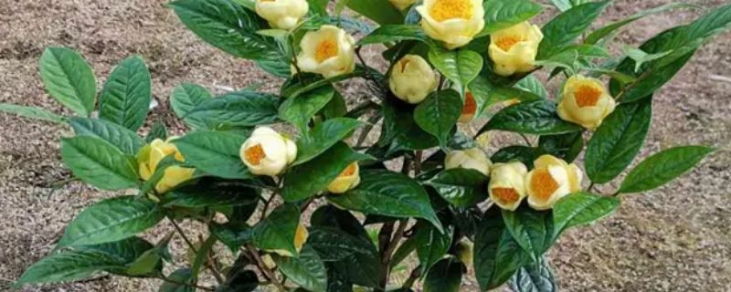 金茶花北方能種植嗎 金茶花北方能種植嗎