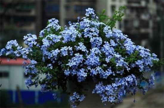 藍雪花怎么養(yǎng) 藍雪花怎么養(yǎng)