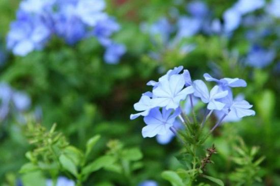 藍雪花怎么養(yǎng) 藍雪花怎么養(yǎng)