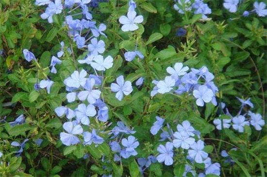 藍雪花怎么養(yǎng) 藍雪花怎么養(yǎng)