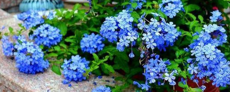 藍雪花怎么養(yǎng) 藍雪花怎么養(yǎng)