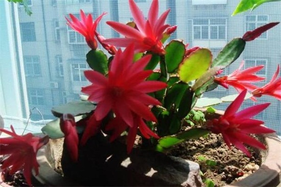 假曇花的養(yǎng)殖方法和注意事項 假曇花的養(yǎng)殖方法和注意事項