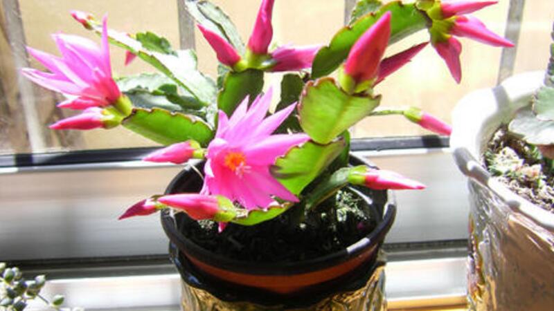 假曇花的養(yǎng)殖方法和注意事項 假曇花的養(yǎng)殖方法和注意事項
