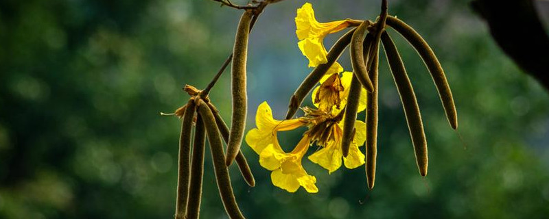 風(fēng)鈴木的花語(yǔ) 風(fēng)鈴木的花語(yǔ)