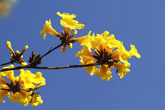風(fēng)鈴木的花語(yǔ) 風(fēng)鈴木的花語(yǔ)