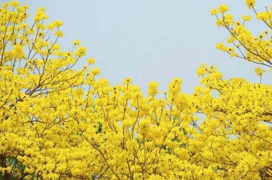 風(fēng)鈴木的花語(yǔ) 風(fēng)鈴木的花語(yǔ)