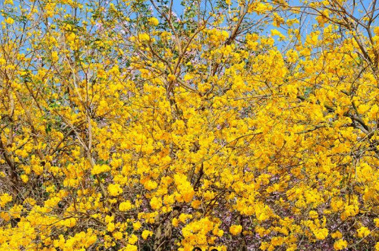 風(fēng)鈴木的花語(yǔ) 風(fēng)鈴木的花語(yǔ)