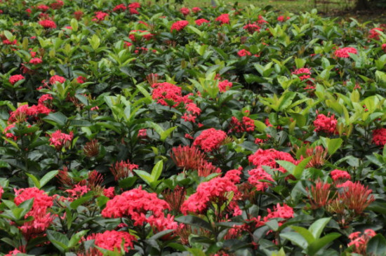 龍船花花期 龍船花花期