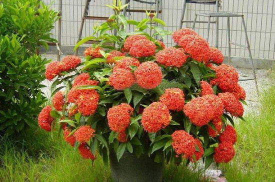 龍船花花期 龍船花花期
