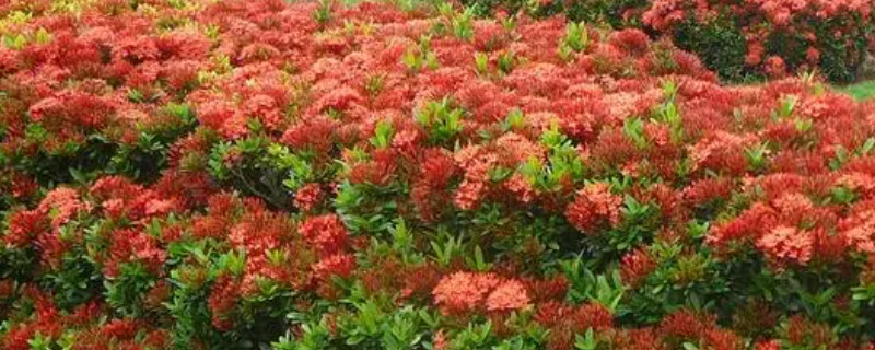 龍船花花期 龍船花花期