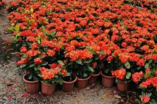 龍船花花期 龍船花花期