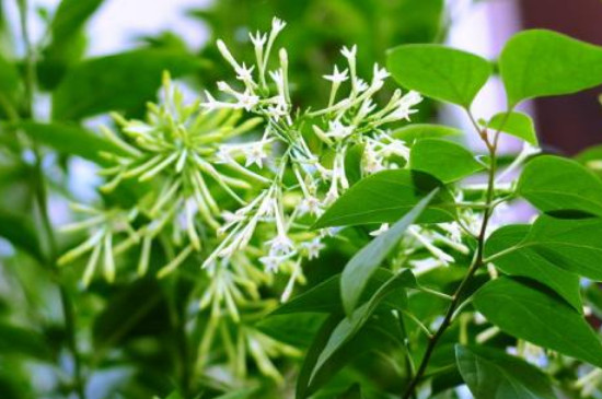紫茉莉和夜來(lái)香是一種花嗎 紫茉莉和夜來(lái)香是一種花嗎