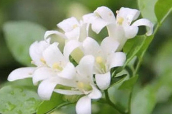 紫茉莉和夜來(lái)香是一種花嗎 紫茉莉和夜來(lái)香是一種花嗎