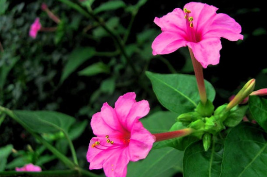 紫茉莉和夜來(lái)香是一種花嗎 紫茉莉和夜來(lái)香是一種花嗎