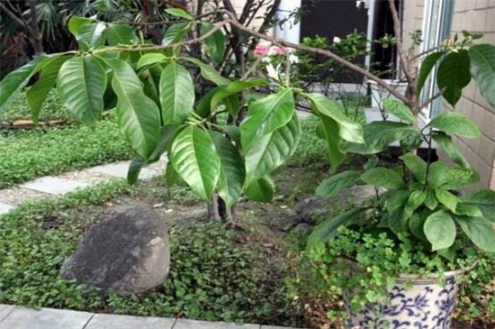 黃桷蘭的養(yǎng)殖方法 黃桷蘭的養(yǎng)殖方法