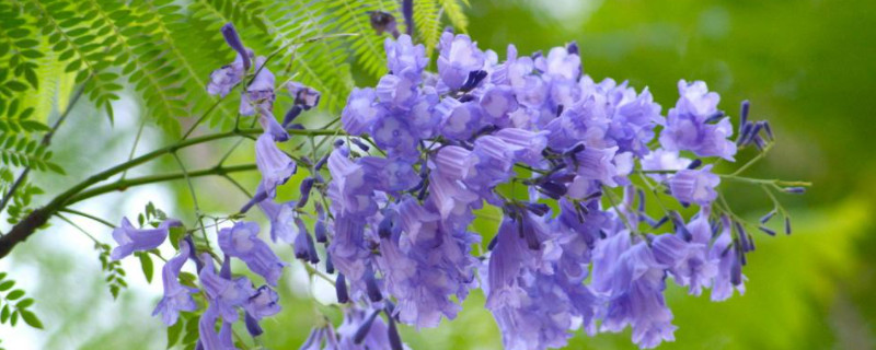 藍花楹的花語和寓意 藍花楹的花語和寓意
