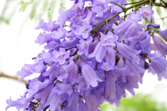 藍花楹的花語和寓意 藍花楹的花語和寓意