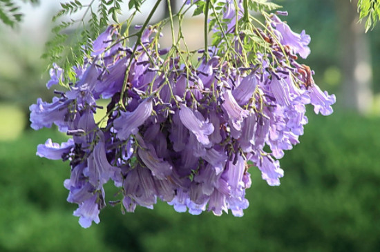 藍花楹的花語和寓意 藍花楹的花語和寓意