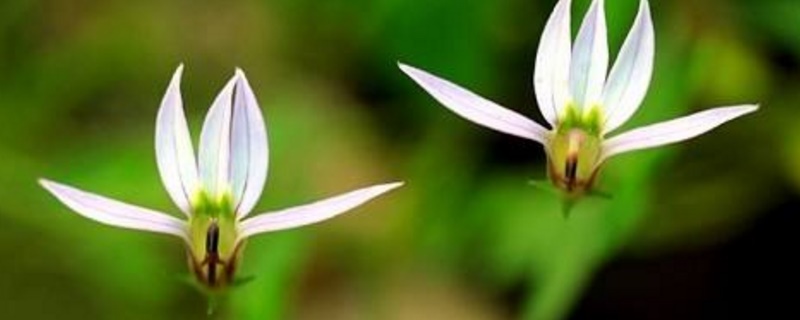 半邊蓮怎么養(yǎng)
