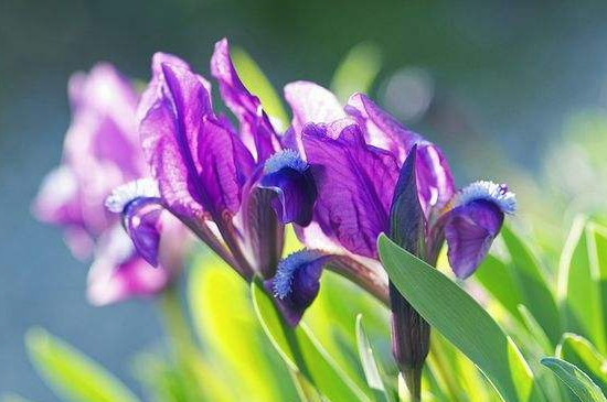 鳶尾花是百合花嗎 鳶尾花是百合花嗎