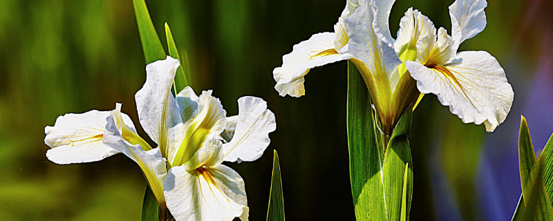 鳶尾花是百合花嗎 鳶尾花是百合花嗎