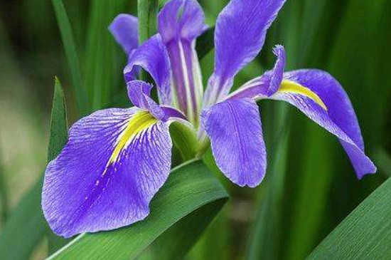 鳶尾花是百合花嗎 鳶尾花是百合花嗎