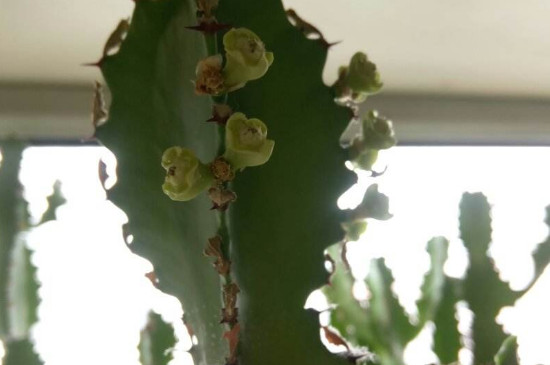 龍骨開花嗎開什么樣的花 龍骨開花嗎開什么樣的花