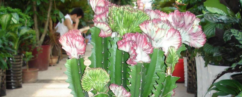 龍骨開花嗎開什么樣的花 龍骨開花嗎開什么樣的花