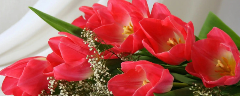 六枝花的花語 六枝花的花語