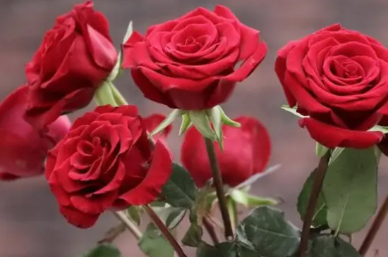 六枝花的花語 六枝花的花語
