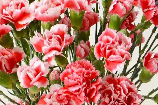 六枝花的花語 六枝花的花語