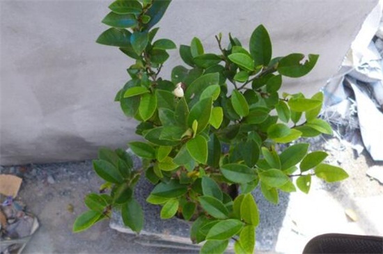含笑花什么時候開花 含笑花什么時候開花