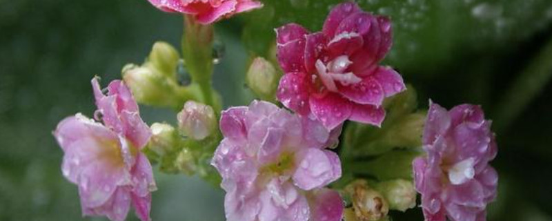 宮燈長壽花為什么不開花 宮燈長壽花為什么不開花