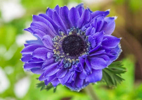怎樣養(yǎng)殖銀蓮花：種植后澆透水，放置在向陽處