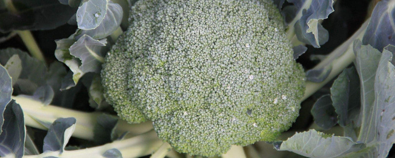 西蘭花有蟲子還能吃嗎 西蘭花有蟲子還能吃嗎