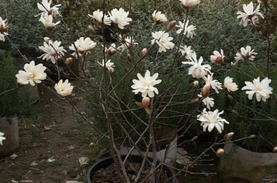玉蘭花有什么特點(diǎn) 玉蘭花有什么特點(diǎn)