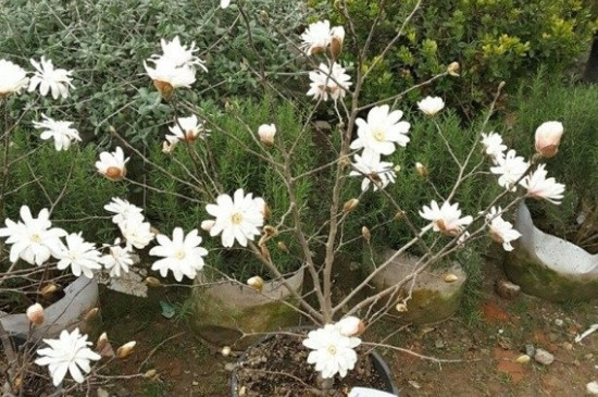 玉蘭花有什么特點(diǎn) 玉蘭花有什么特點(diǎn)